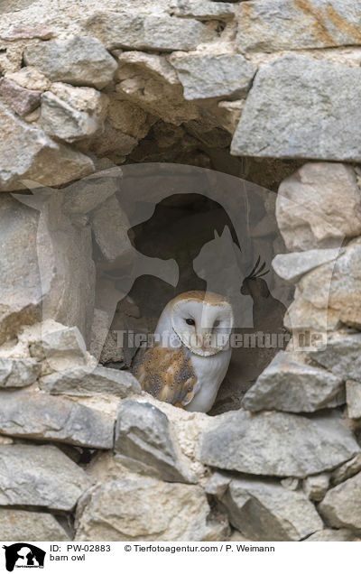 barn owl / PW-02883