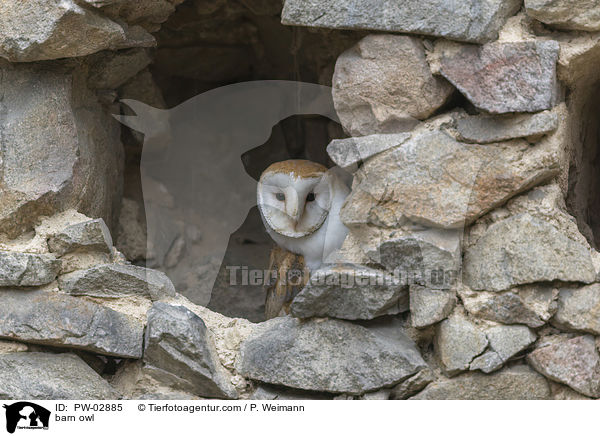 barn owl / PW-02885