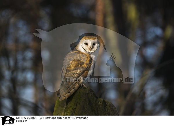 barn owl / PW-02889