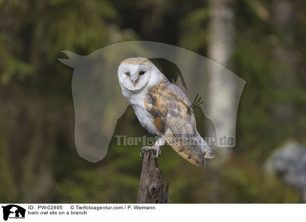 barn owl sits on a branch / PW-02895