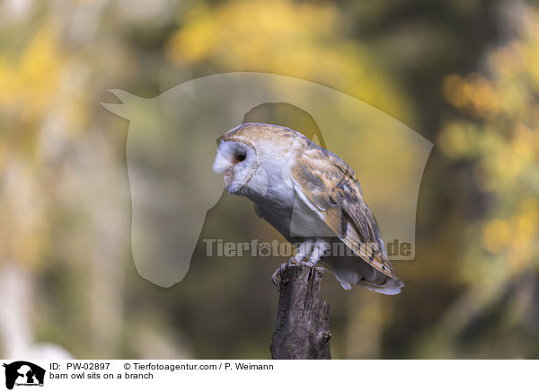 barn owl sits on a branch / PW-02897