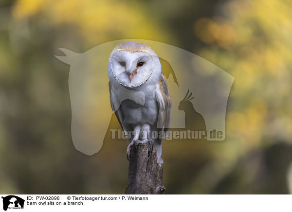 barn owl sits on a branch / PW-02898