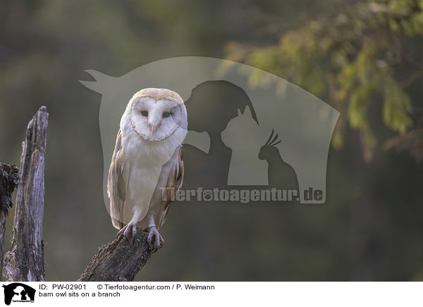 barn owl sits on a branch / PW-02901