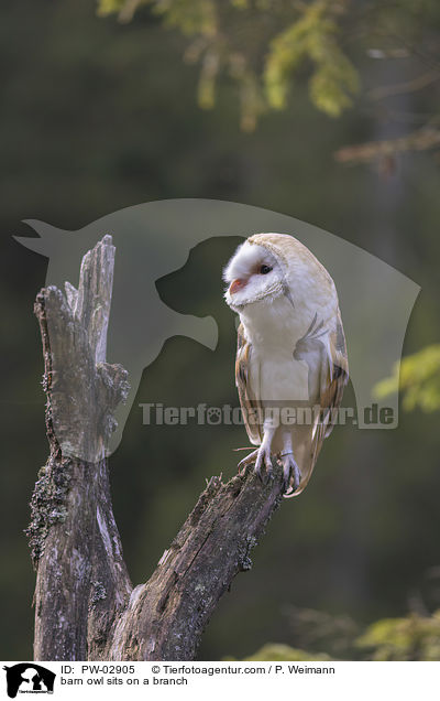 barn owl sits on a branch / PW-02905