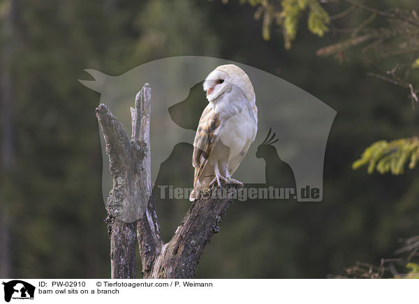barn owl sits on a branch / PW-02910