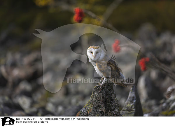 barn owl sits on a stone / PW-02911