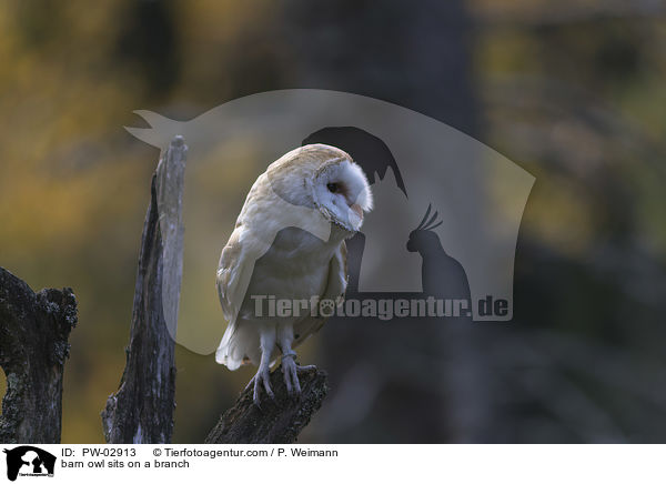 barn owl sits on a branch / PW-02913