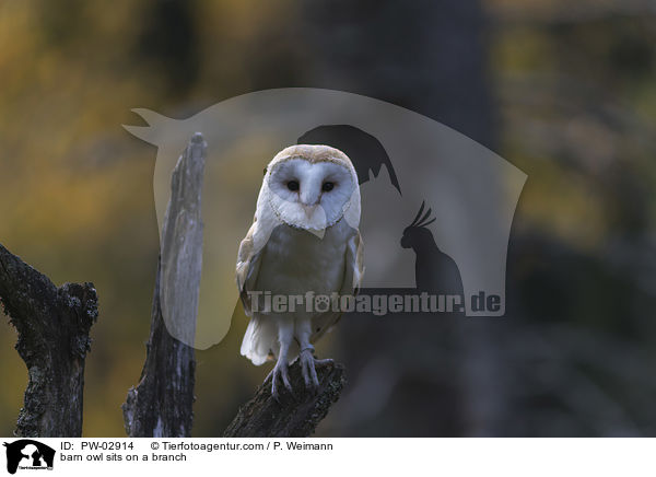 barn owl sits on a branch / PW-02914