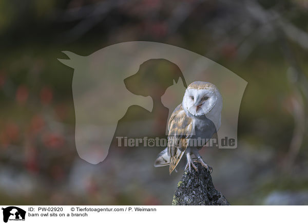barn owl sits on a branch / PW-02920