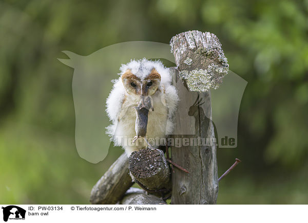 barn owl / PW-03134