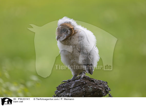 barn owl / PW-03141