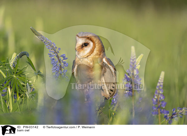 barn owl / PW-03142