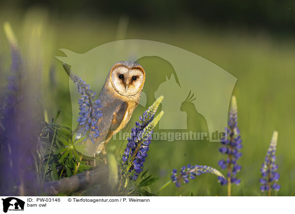 barn owl / PW-03146