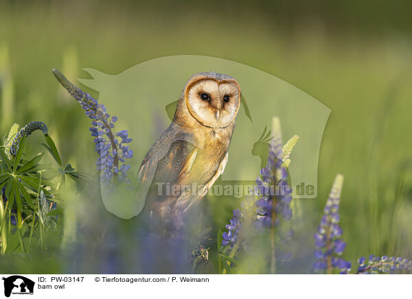 barn owl / PW-03147