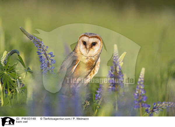 barn owl / PW-03148