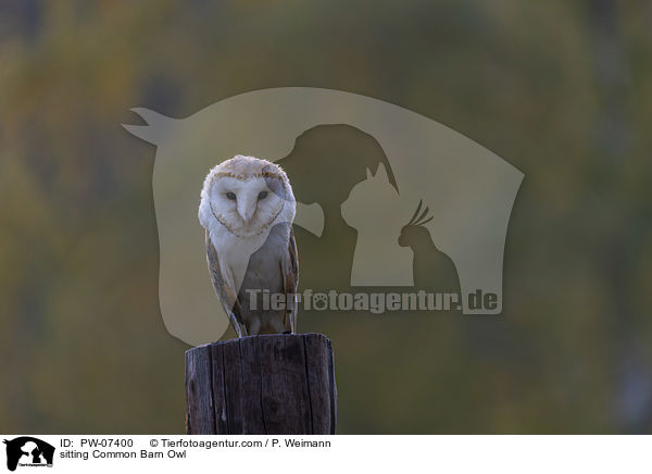 sitting Common Barn Owl / PW-07400