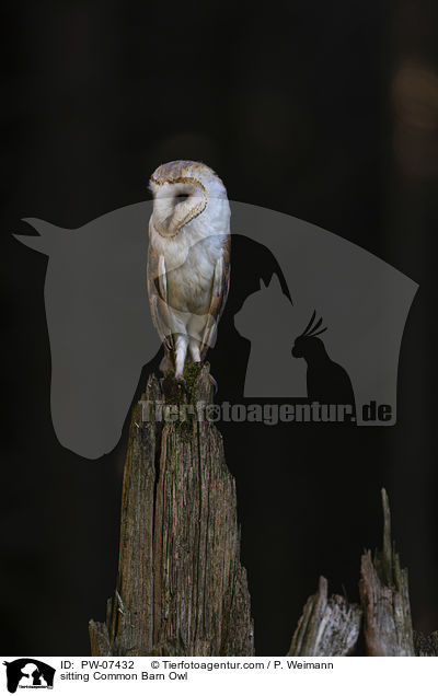 sitting Common Barn Owl / PW-07432