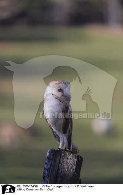 sitting Common Barn Owl / PW-07439