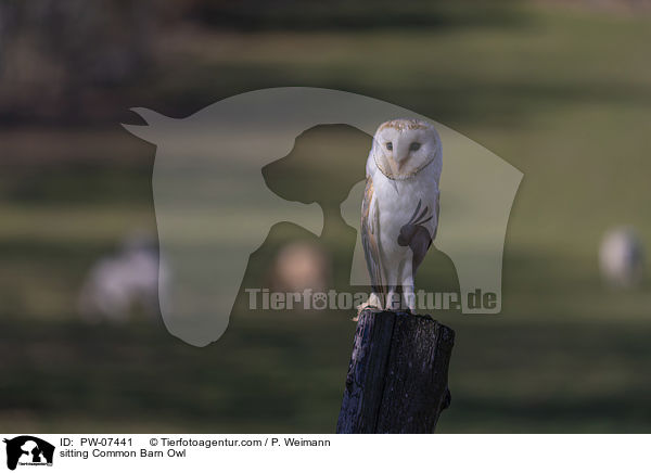 sitting Common Barn Owl / PW-07441