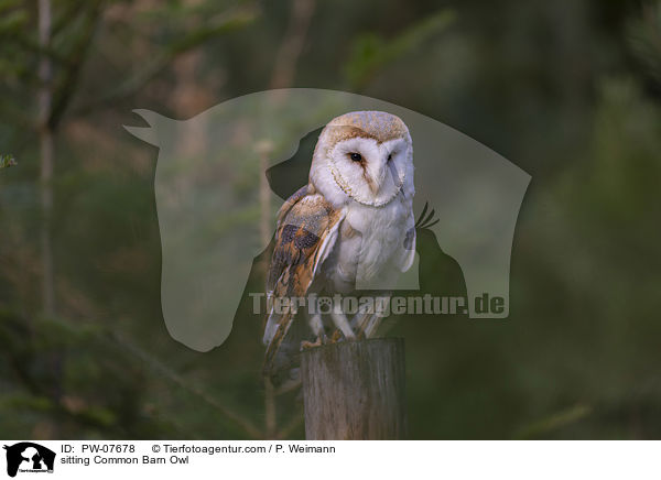 sitting Common Barn Owl / PW-07678