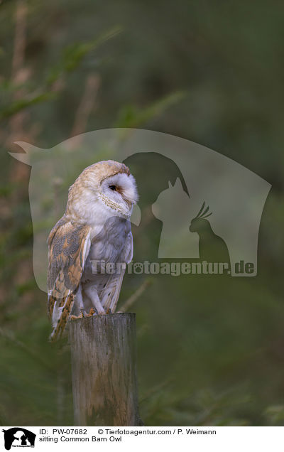 sitting Common Barn Owl / PW-07682