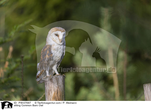 sitting Common Barn Owl / PW-07687