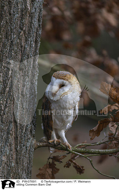 sitting Common Barn Owl / PW-07691