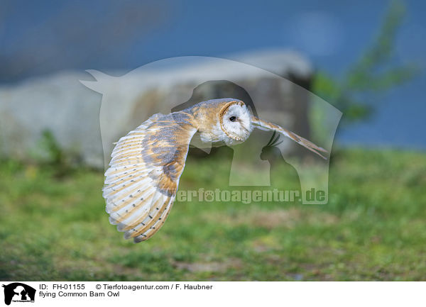 flying Common Barn Owl / FH-01155
