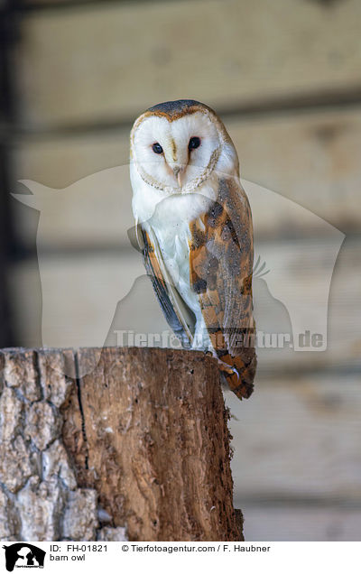 barn owl / FH-01821