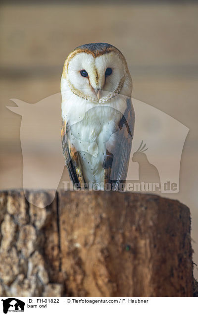 barn owl / FH-01822