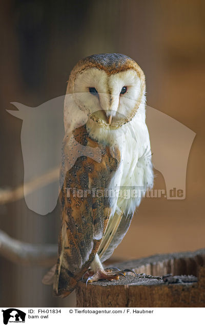barn owl / FH-01834