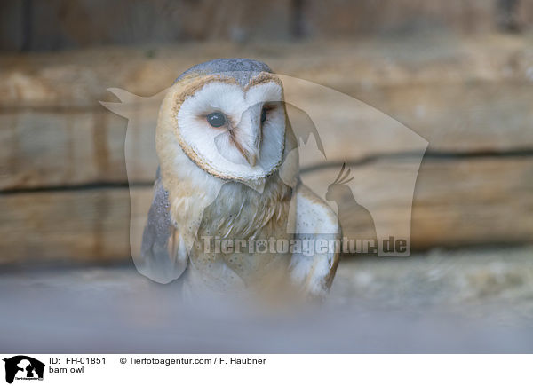 barn owl / FH-01851