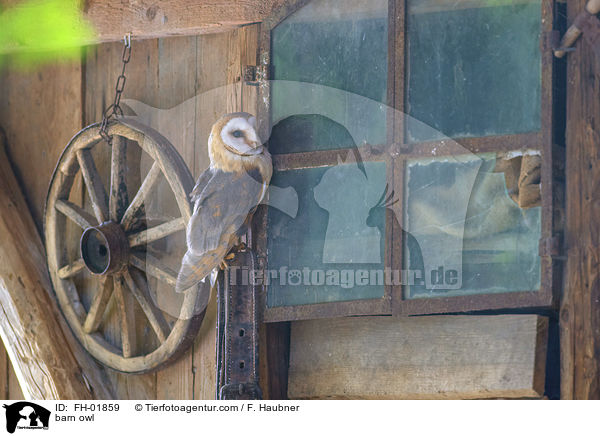 Schleiereule / barn owl / FH-01859