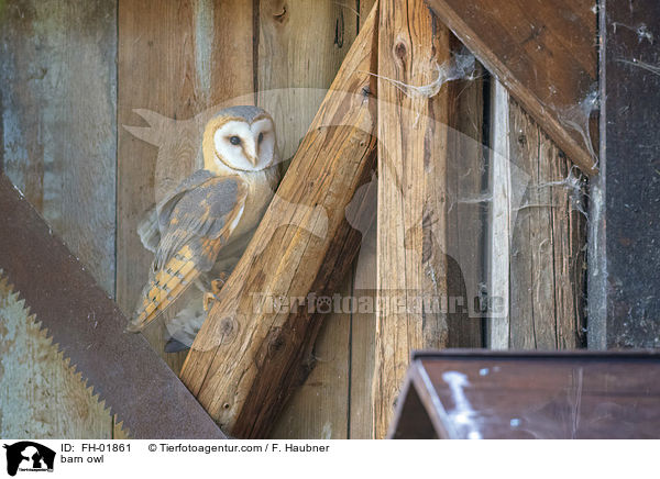 barn owl / FH-01861