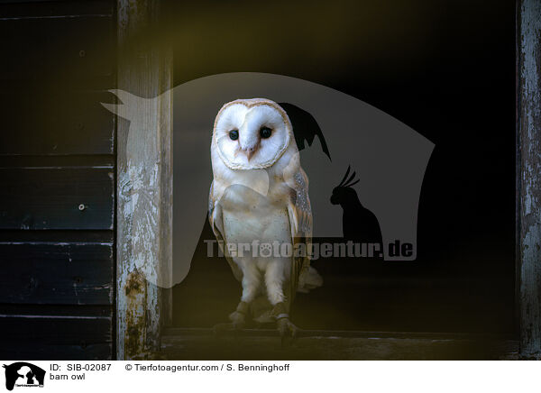 barn owl / SIB-02087