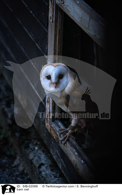 barn owl / SIB-02088