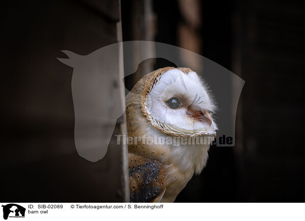 barn owl / SIB-02089