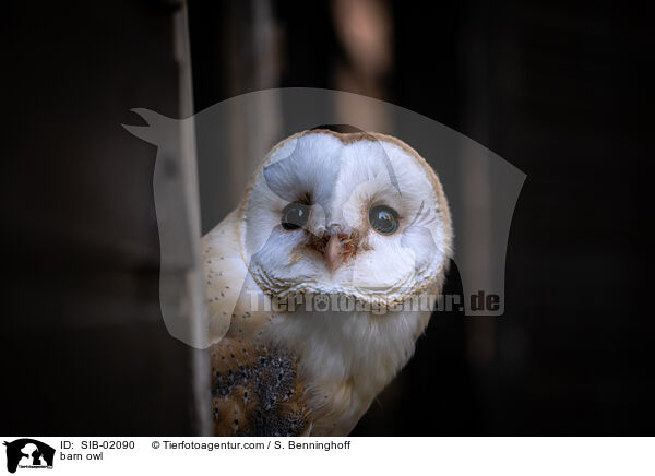 barn owl / SIB-02090