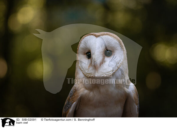 barn owl / SIB-02091