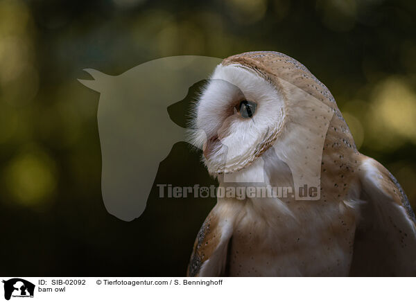 barn owl / SIB-02092
