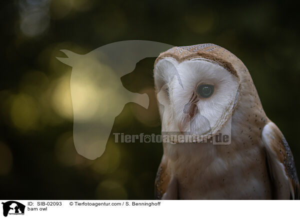 barn owl / SIB-02093