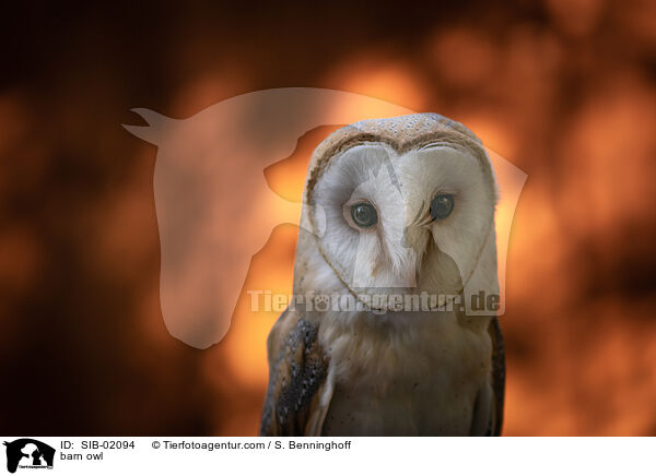 barn owl / SIB-02094