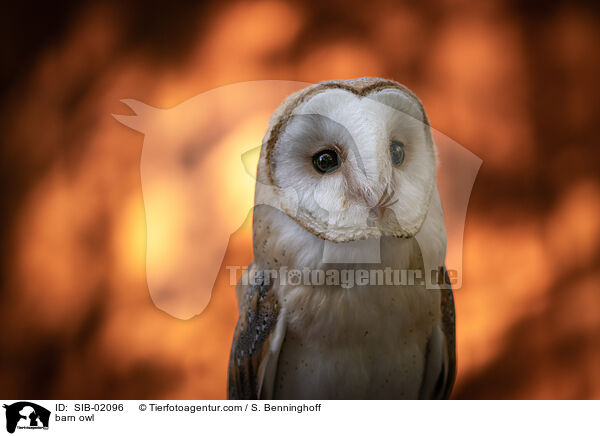 barn owl / SIB-02096