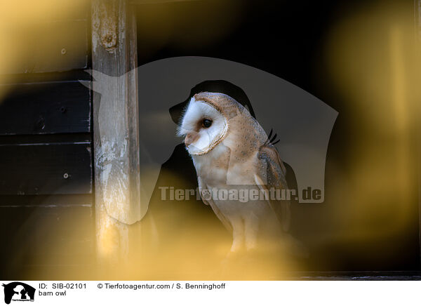 barn owl / SIB-02101