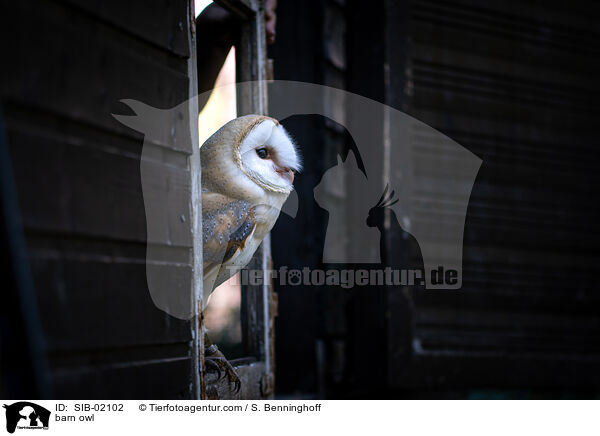 barn owl / SIB-02102
