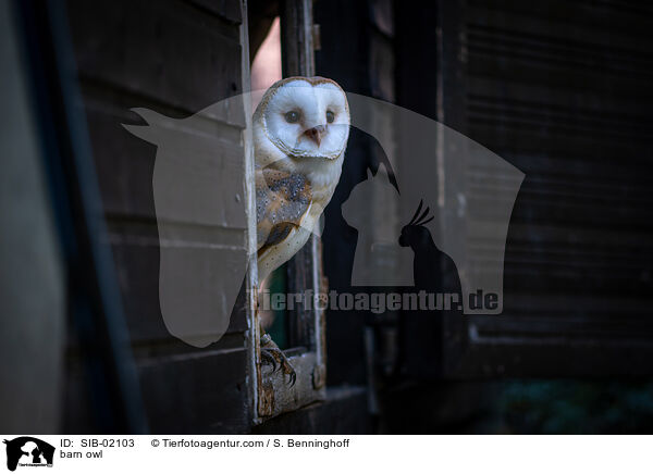 barn owl / SIB-02103