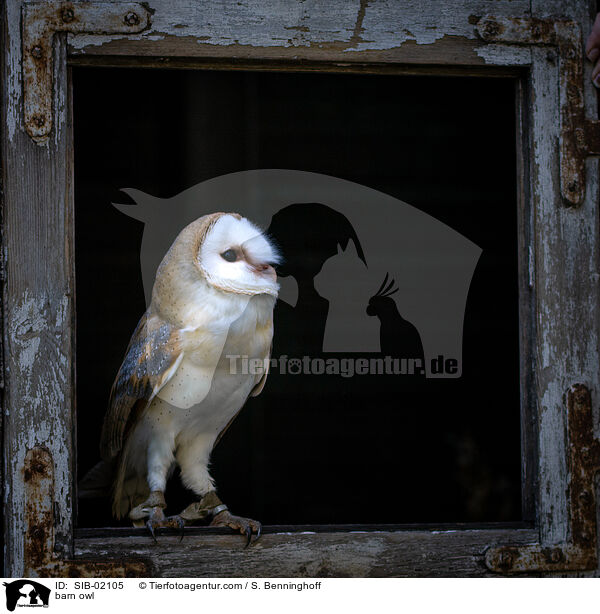 barn owl / SIB-02105