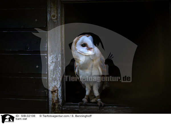 barn owl / SIB-02106