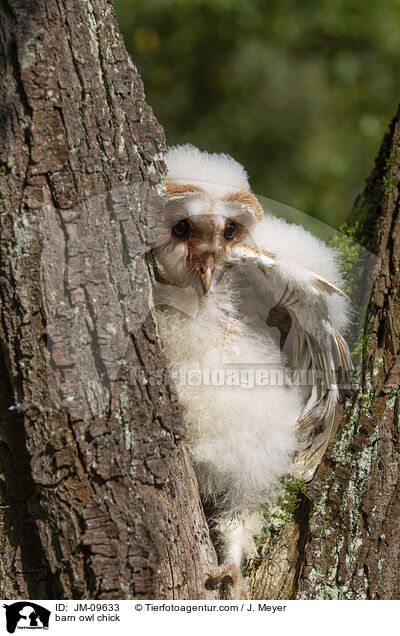 barn owl chick / JM-09633