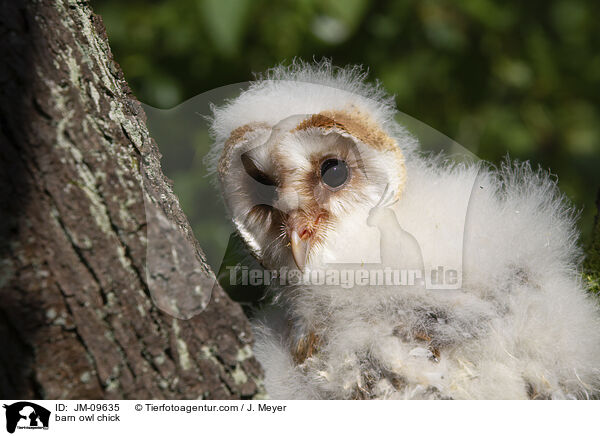 barn owl chick / JM-09635